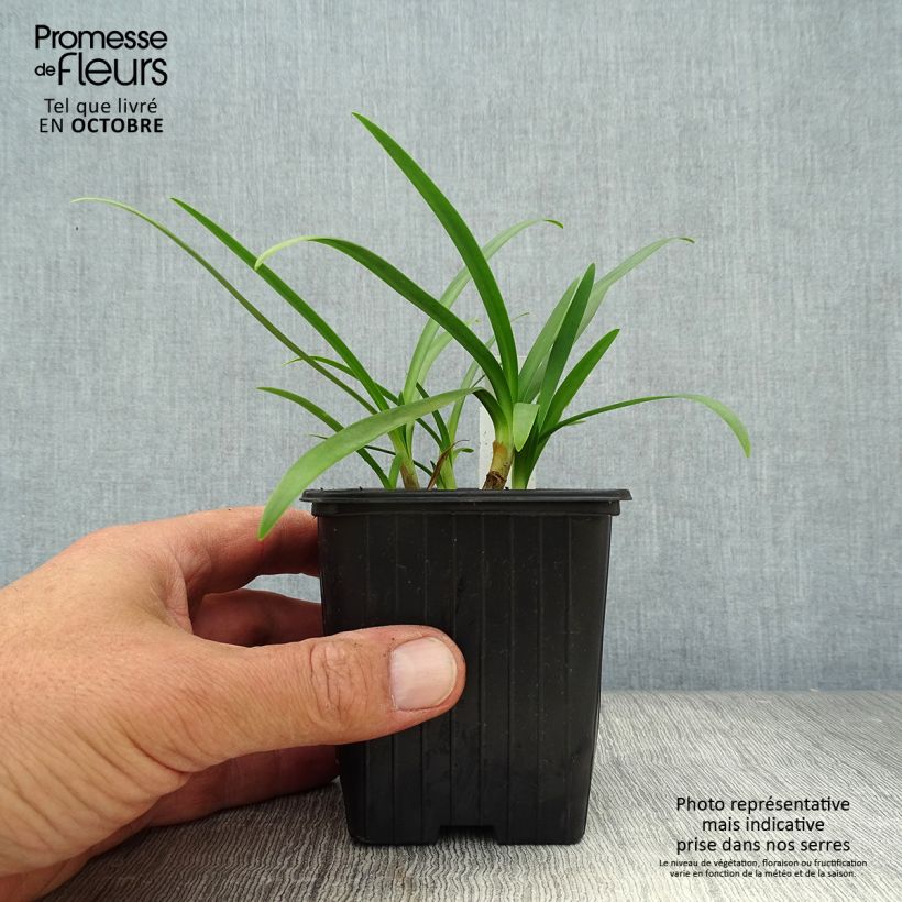 Esemplare di Agapanthus Charlotte Vasetto da 8/9 cm come consegnato in autunno