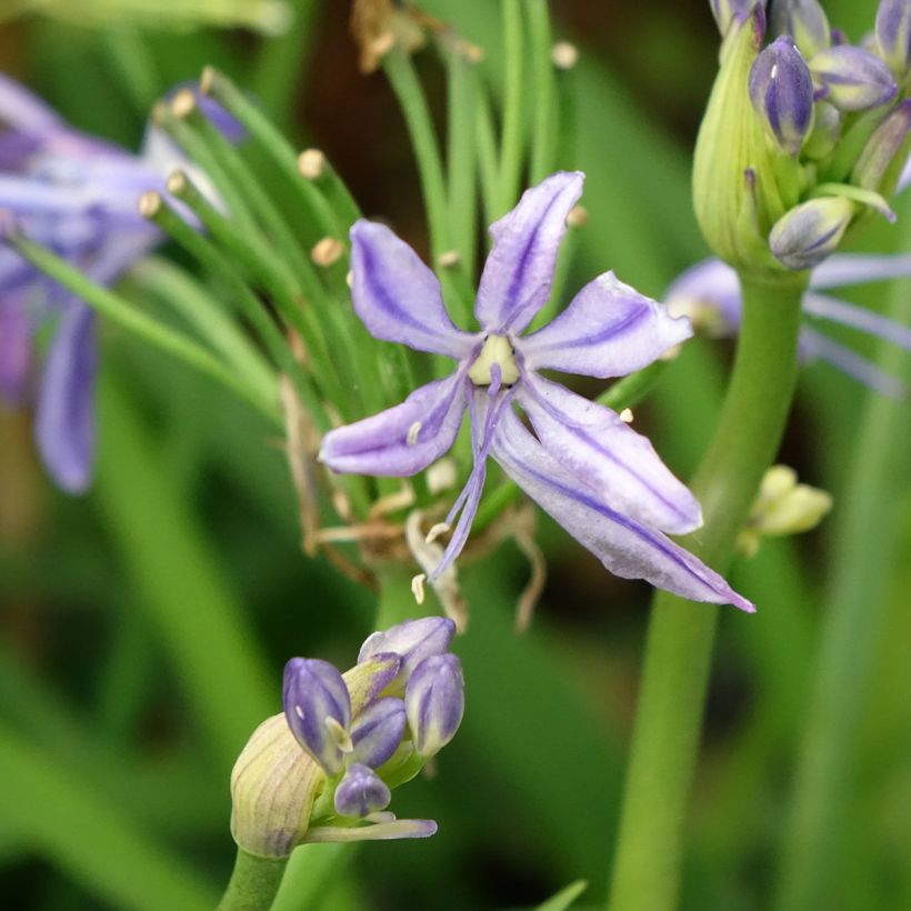 Agapanthus Charlotte (Flowering)