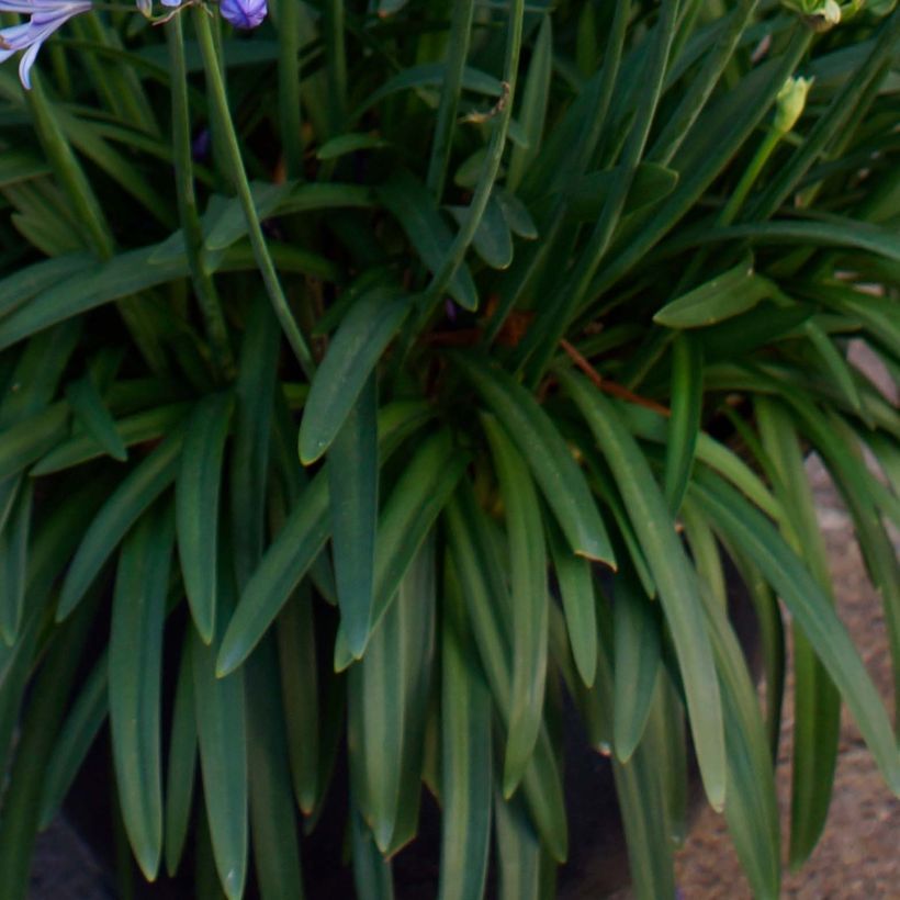 Agapanthus Charlotte (Foliage)