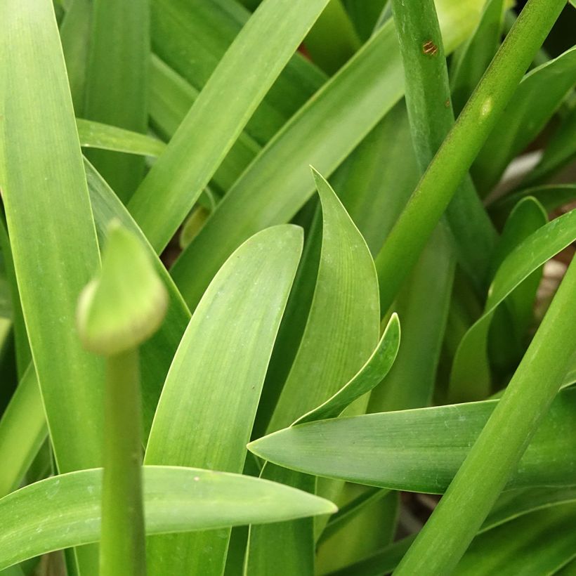 Agapanthus Everpanthus Midnight Moon (Fogliame)