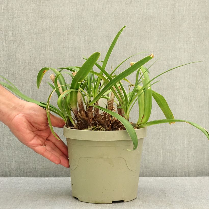 Esemplare di Agapanthus Everpanthus Midnight Moon Vaso da 3L/4L consegnato in estate