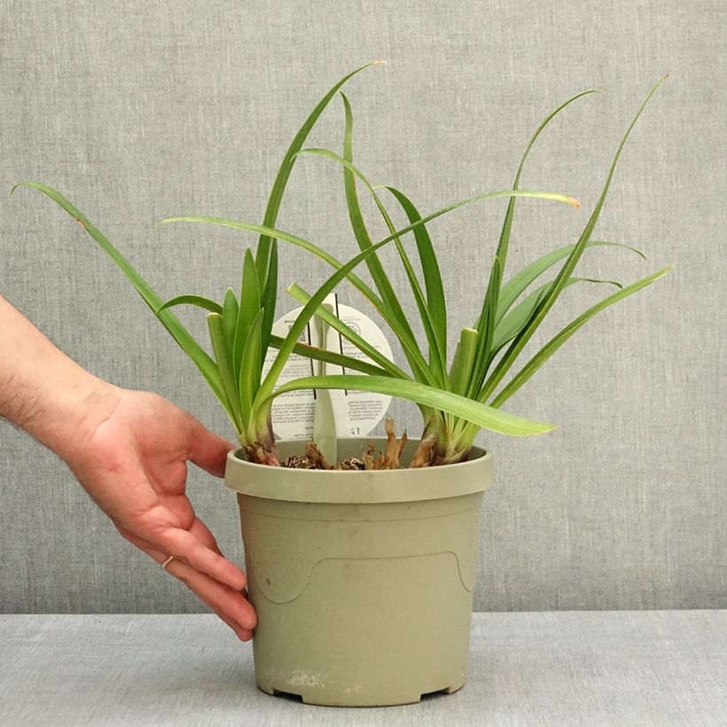 Agapanthus Everpanthus Midnight Moon Vaso da 3L/4L esemplare consegnato in primavera