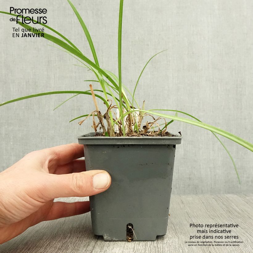 Agapanthe Flower of Love Pot de 1L/1,5L esemplare consegnato in inverno