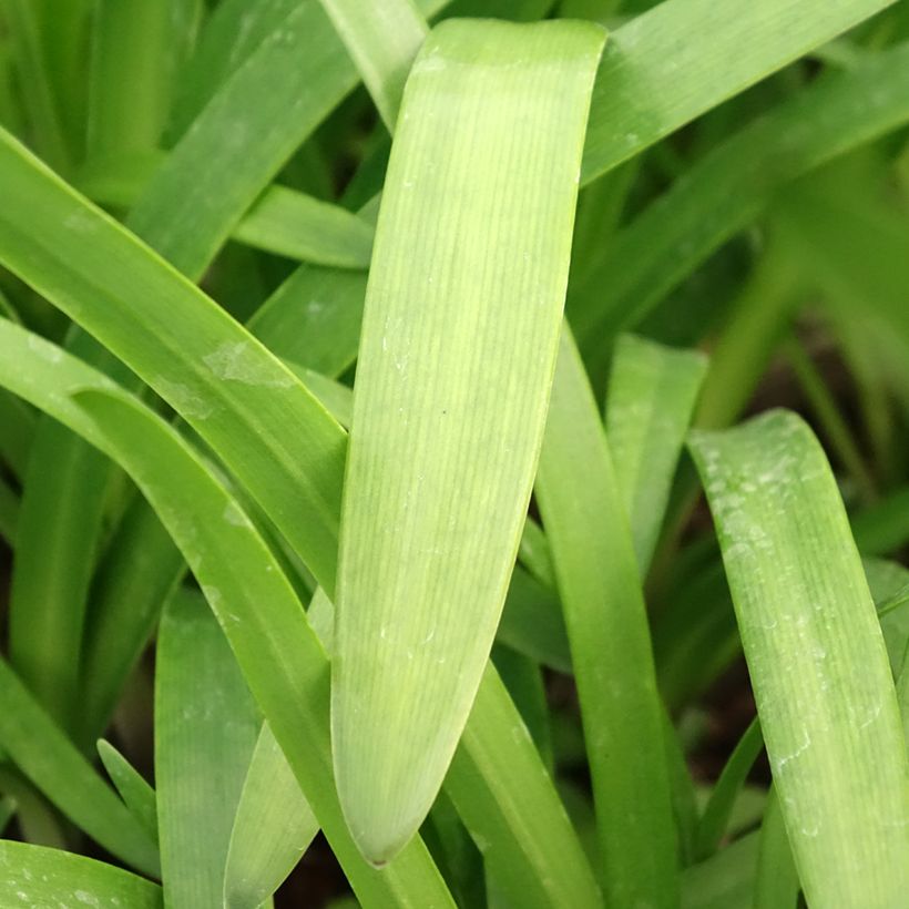 Agapanthus Glacier Stream (Fogliame)