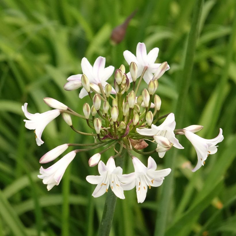 Agapanthus Glacier Stream (Fioritura)