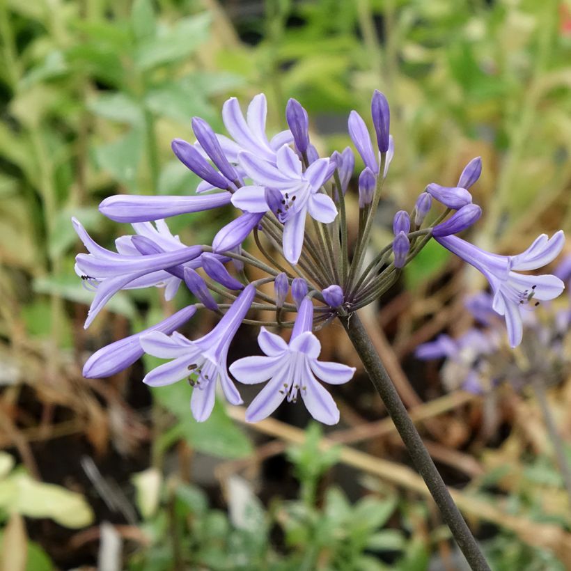 Agapanthus Headbourne Blue (Flowering)