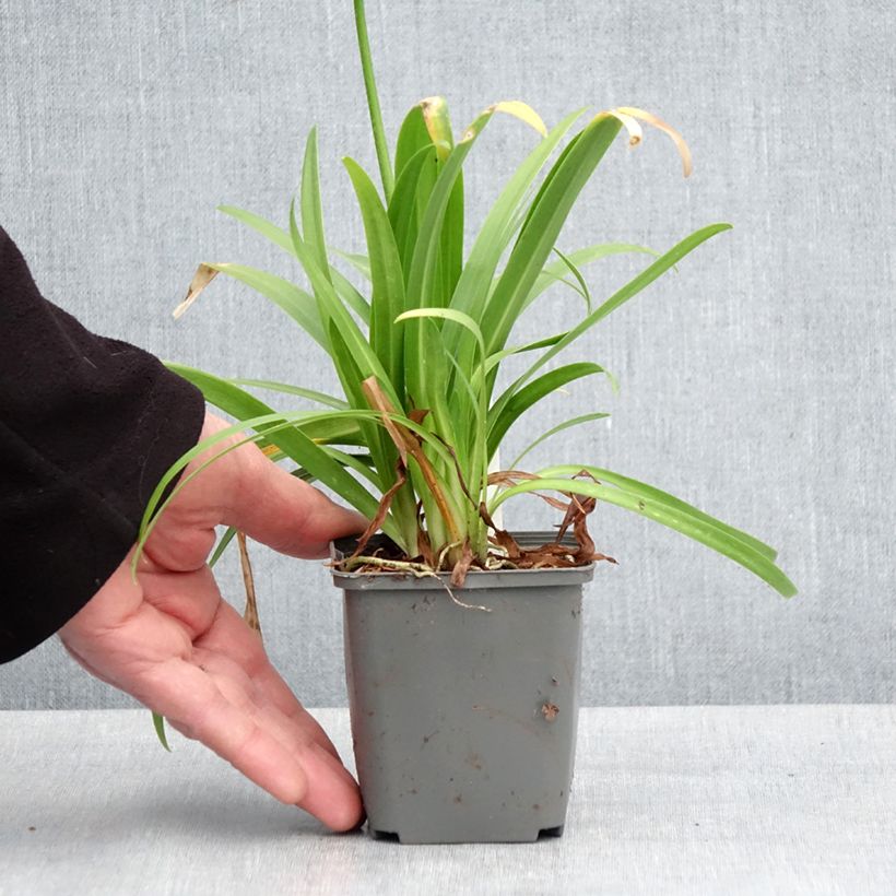 Example of Agapanthus Ever White Vasetto da 8/9 cm as you get in printemps
