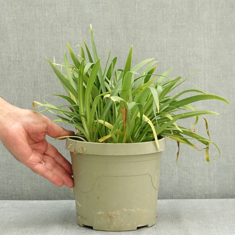 Esemplare di Agapanthus Ever White Vaso da 3L/4L consegnato in estate