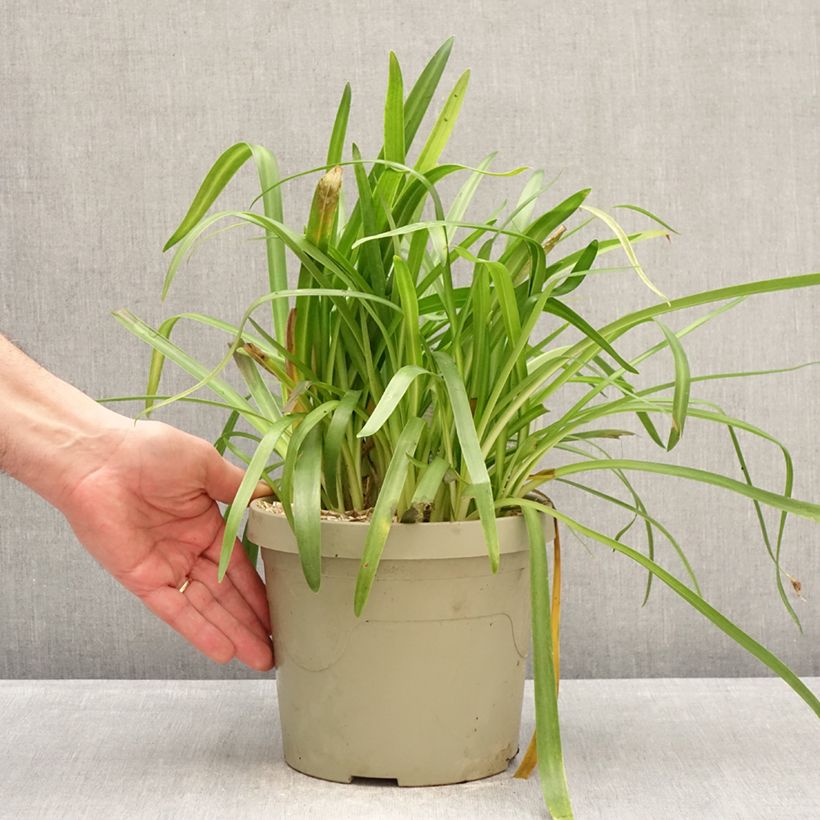 Example of Agapanthus Ever White Vaso da 3L/4L as you get in hiver