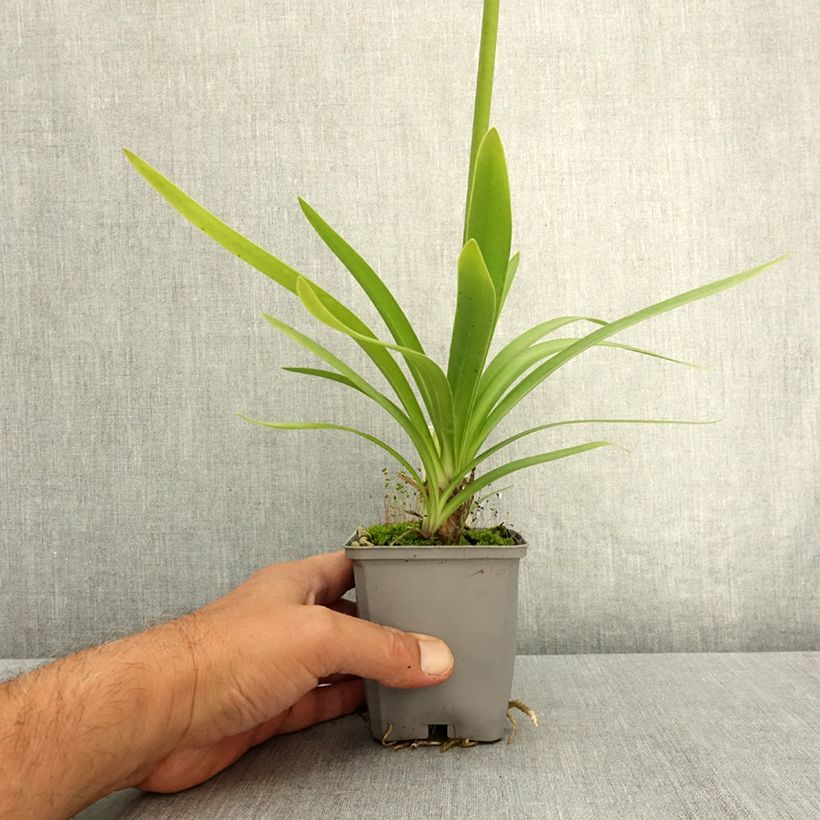 Esemplare di Agapanthus Fireworks Vasetto da 8/9 cm consegnato in estate