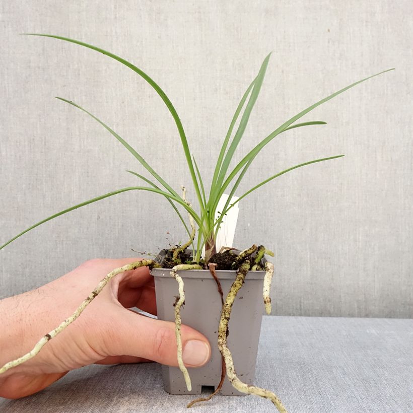 Example of Agapanthus Fireworks Vasetto da 8/9 cm as you get in hiver