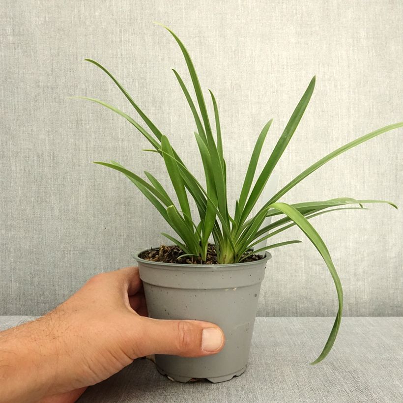 Esemplare di Agapanthus Poppin' Pink Vaso da Ø 12 cm / 13 cm consegnato in estate