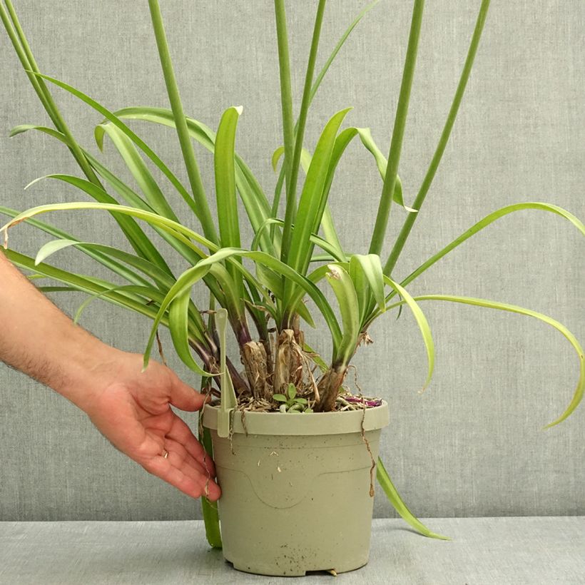 Esemplare di Agapanthus Poppin’ Purple Vaso da 3L/4L consegnato in estate