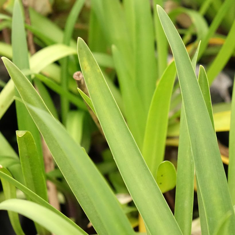 Agapanthus Poppin’ Star (Fogliame)