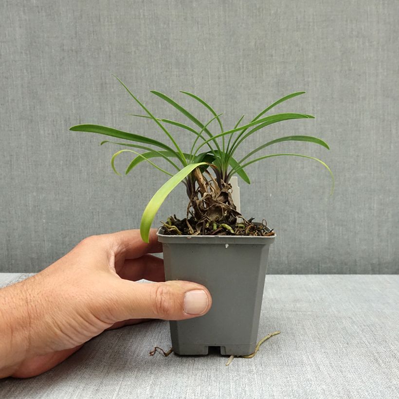 Esemplare di Agapanthus Poppin’ Star Vasetto da 8/9 cm consegnato in estate