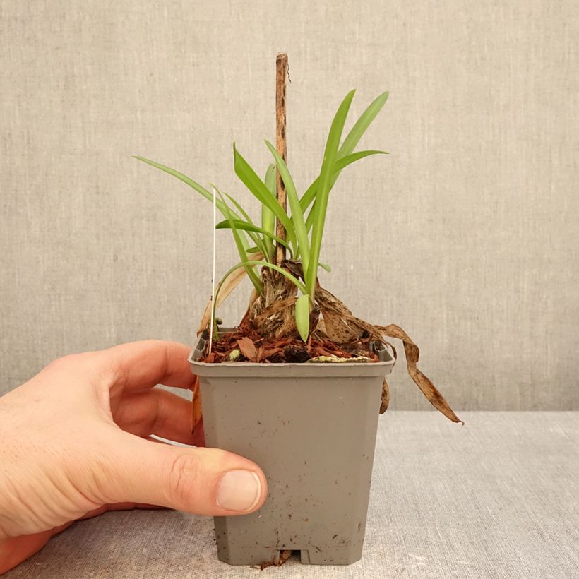 Agapanthus Poppin’ Star Vasetto da 8/9 cm esemplare consegnato in inverno