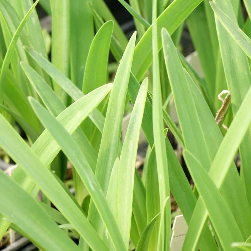Agapanthus inapertus Intermedius (Fogliame)