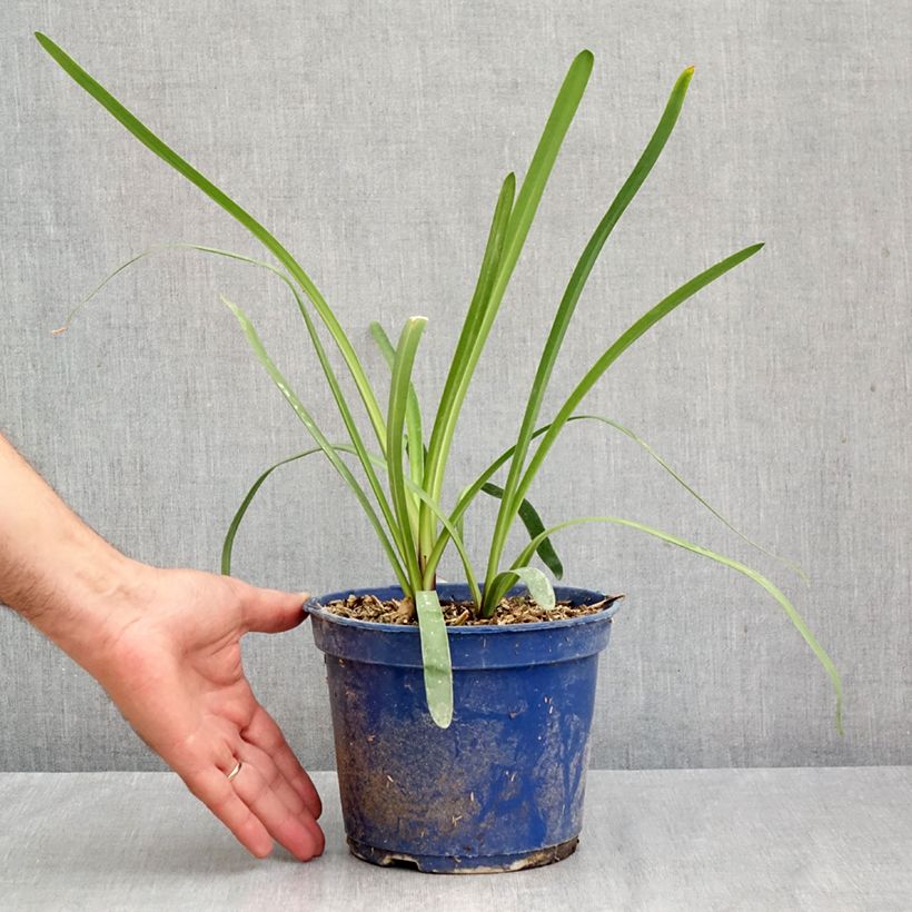 Esemplare di Agapanthus inapertus Intermedius Vaso da 4L/5L come consegnato in autunno