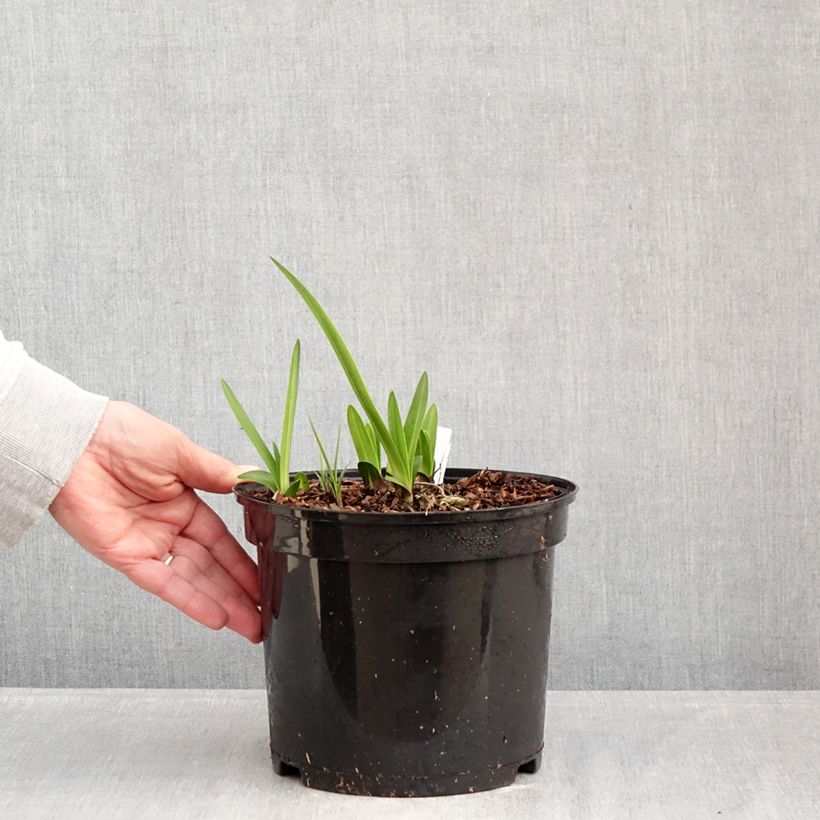 Agapanthus inapertus Intermedius Vaso da 4L/5L esemplare consegnato in inverno