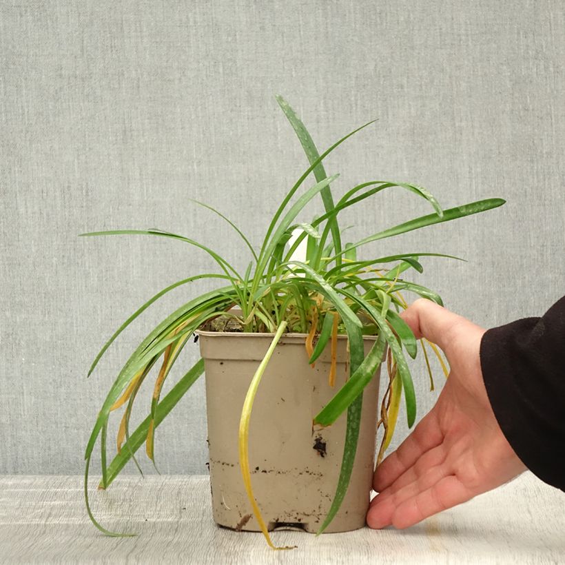 Esemplare di Agapanthus Lapis Lazuli Vaso da 2L/3L come consegnato in autunno