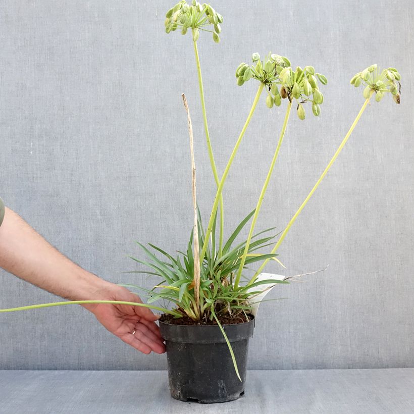 Esemplare di Agapanthus Mi Casa Vaso da 3L/4L consegnato in estate