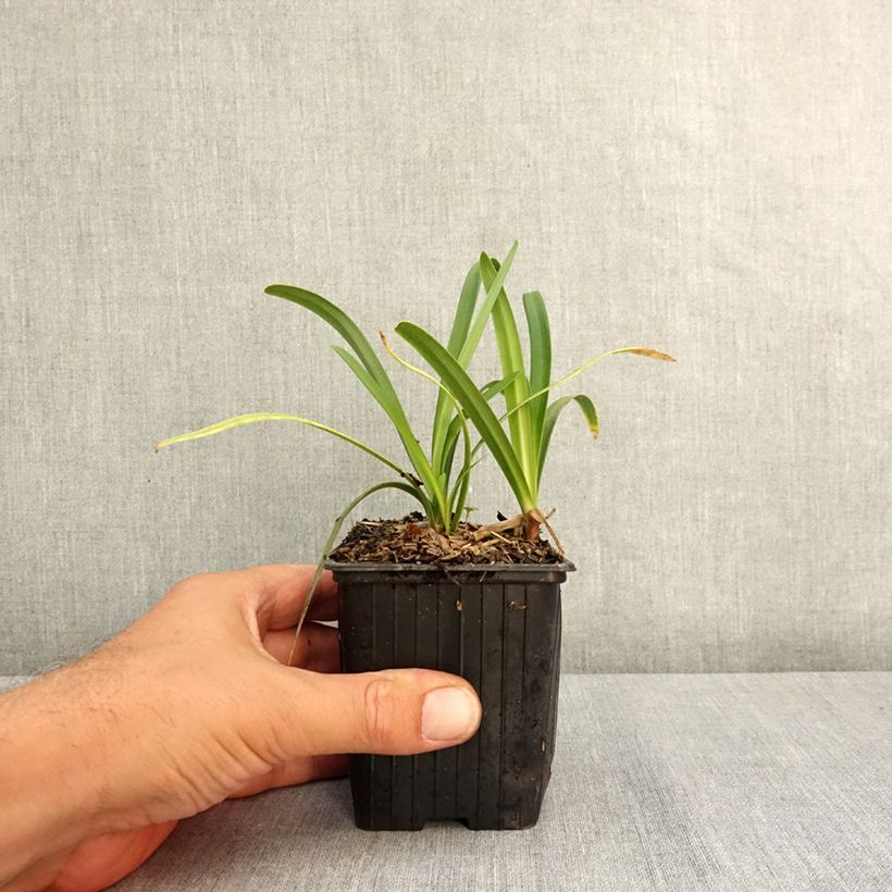 Esemplare di Agapanthus Midnight Sky Vasetto da 8/9 cm consegnato in estate