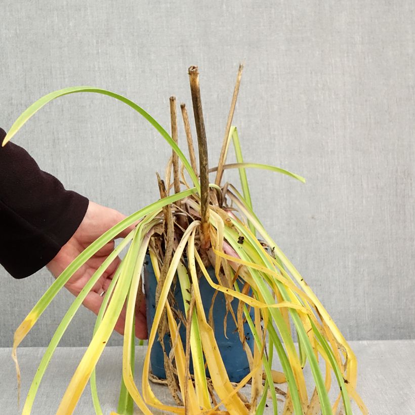 Esemplare di Agapanthus Navy Blue Vaso da 2L/3L come consegnato in autunno
