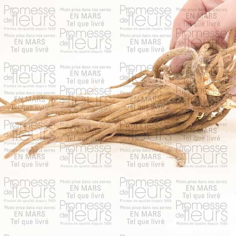 Esempio di esemplare Agapanthus Blue Giant Cespo 1/2 occhi come consegnato