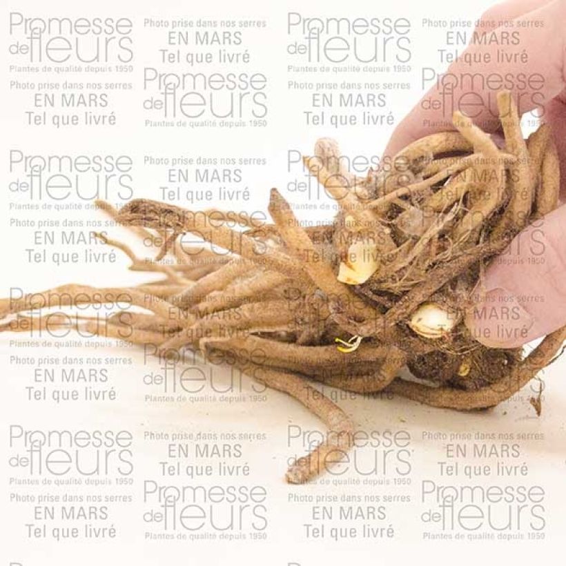 Esempio di esemplare Agapanthus Docteur Brouwer Cespo 1/2 occhi come consegnato