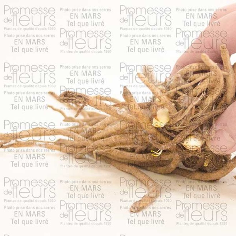 Esempio di esemplare Agapanthus Ice Lolly Cespo 1/2 occhi come consegnato