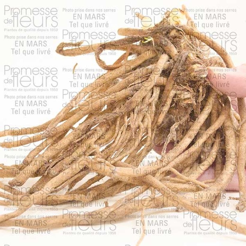 Esempio di esemplare Agapanthus Midnight Blue Cespo 1/2 occhi come consegnato