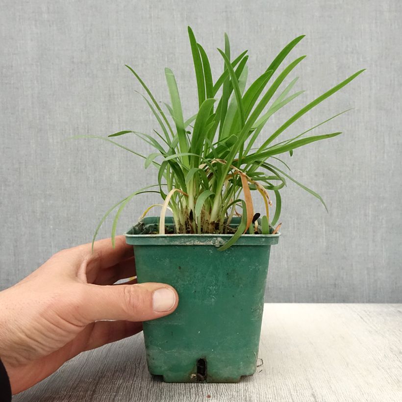 Agapanthus Peter Pan Vaso da 1L/1,5L esemplare consegnato in primavera