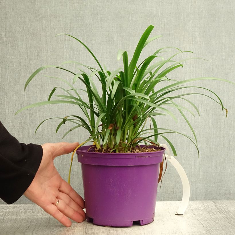 Esemplare di Agapanthus Pitchoune Violet Vaso da 3L/4L come consegnato in autunno