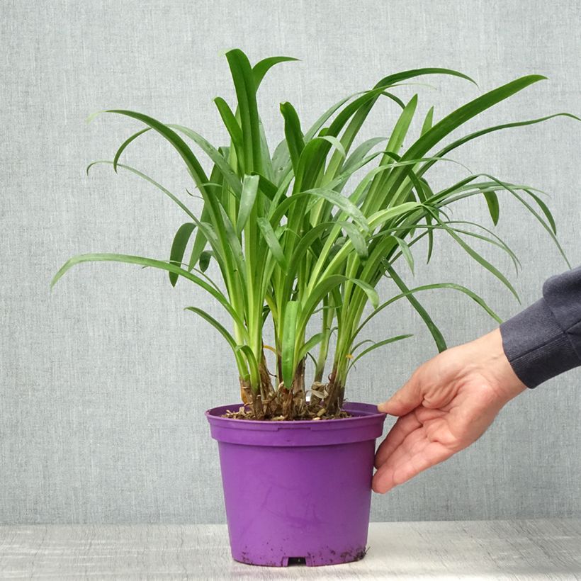 Example of Agapanthus Pitchoune Violet Vaso da 3L/4L as you get in printemps