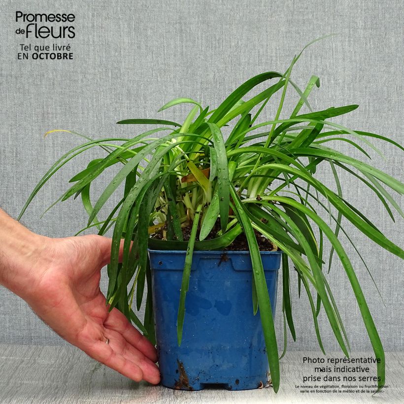 Esemplare di Agapanthus Pitchoune White Vaso da 2L/3L come consegnato in autunno