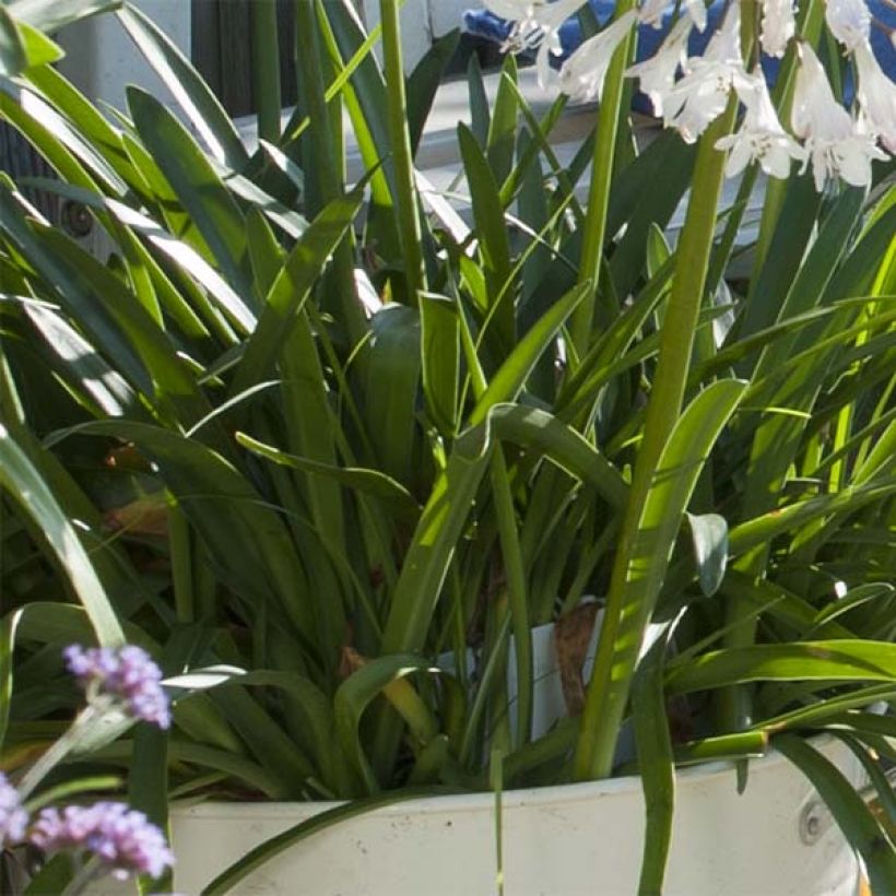 Agapanthus Polar Ice (Foliage)
