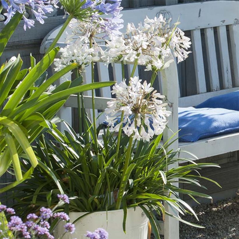 Agapanthus Polar Ice (Plant habit)
