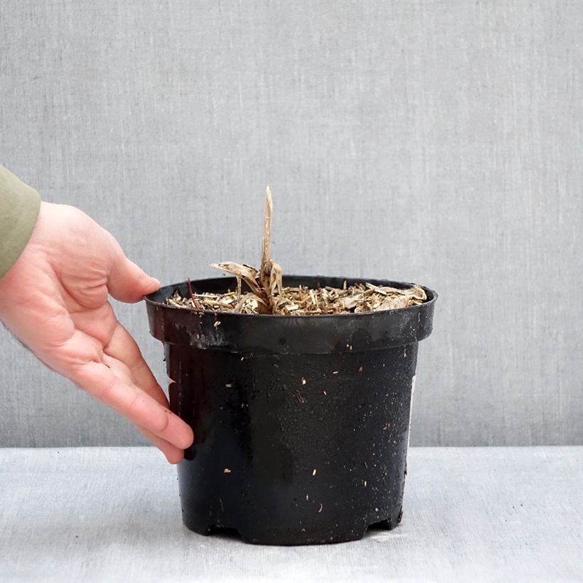 Example of Agapanthus Polar Ice Vaso da 2L/3L as you get in hiver