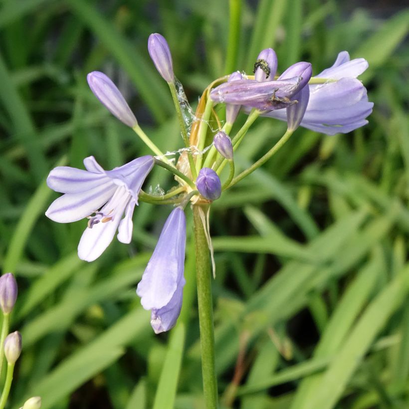 Agapanthus Sofie (Fioritura)
