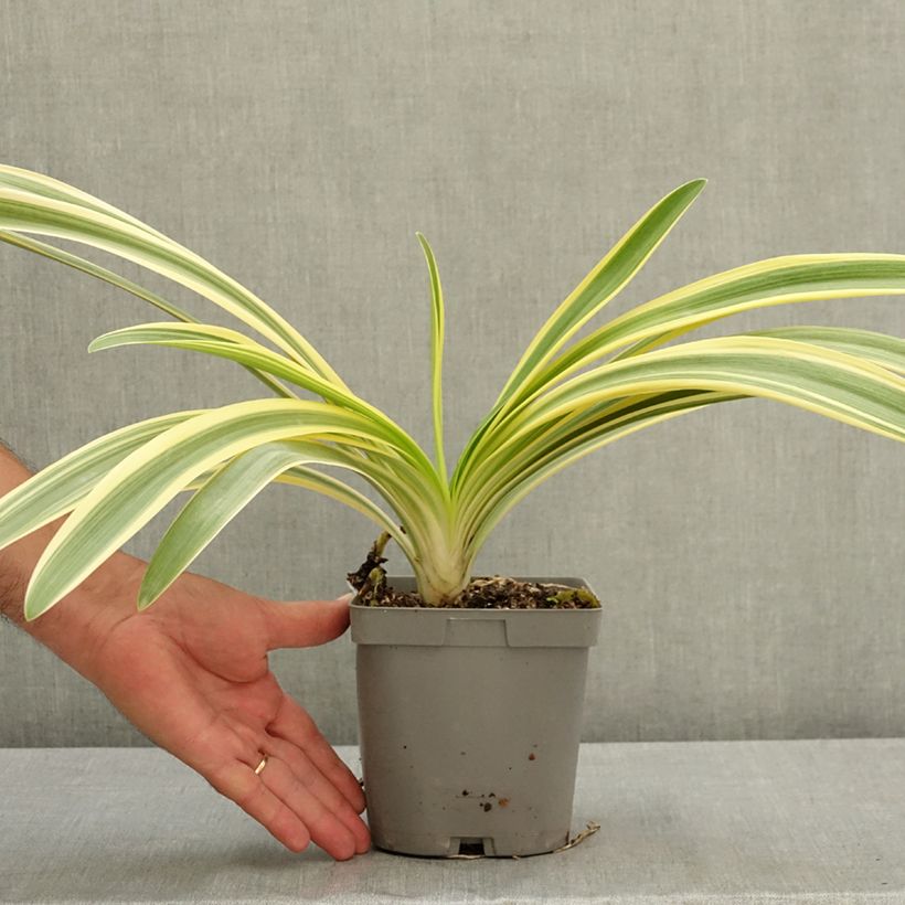 Esemplare di Agapanthus praecox Zambezi Vaso da 2L/3L consegnato in estate