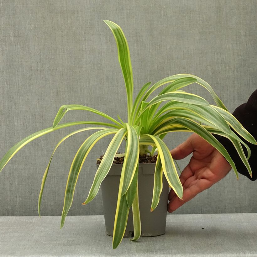 Agapanthus praecox Zambezi Vaso da 2L/3L esemplare consegnato in primavera