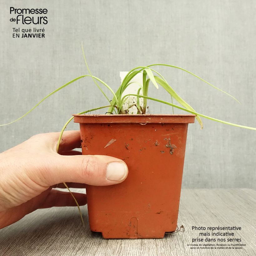 Agapanthe Purple Cloud Pot de 1L/1,5L esemplare consegnato in inverno