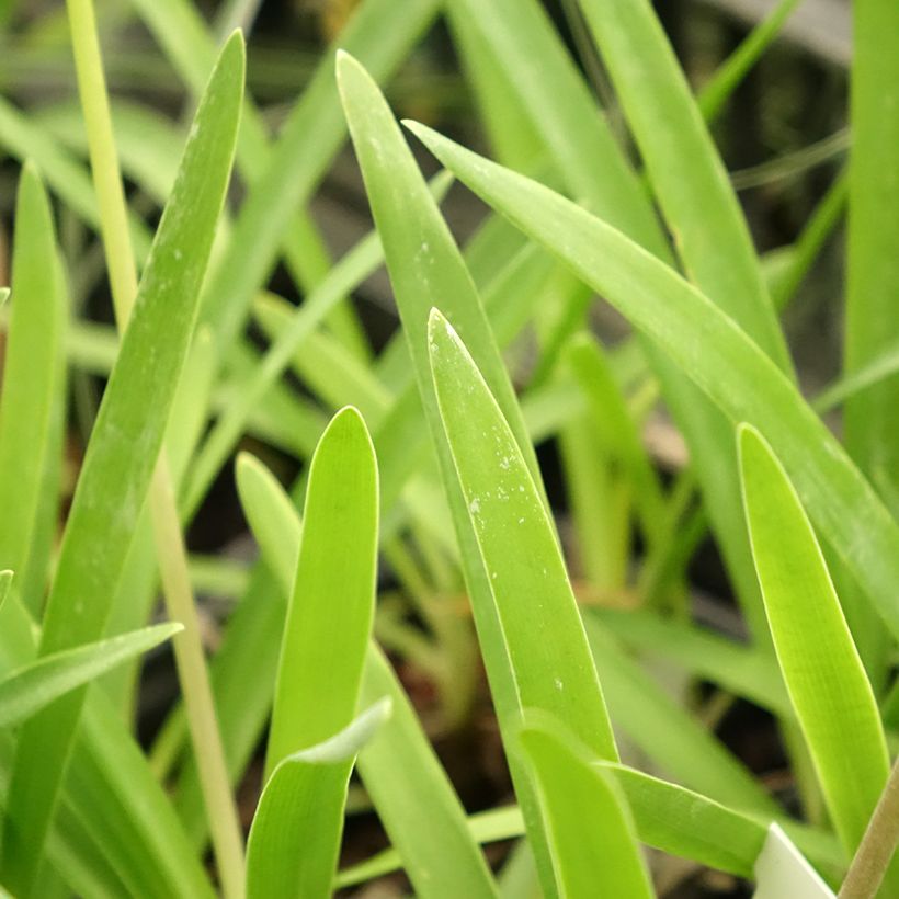 Agapanthus campanulatus Rosewarne (Fogliame)