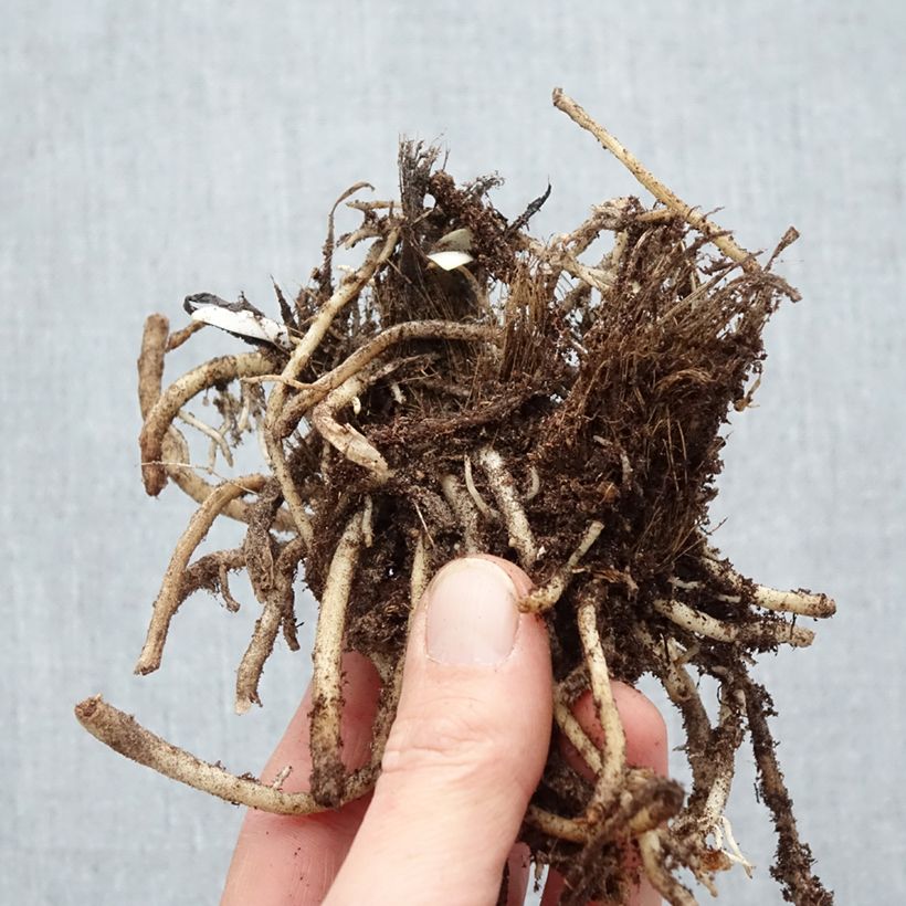 Agapanthus Silver Moon Piante piccole a radice nuda esemplare consegnato in inverno