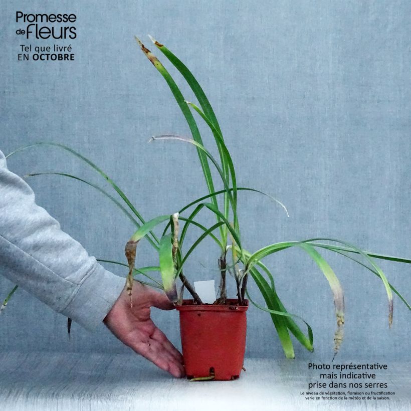 Esemplare di Agapanthus Stars and Stripes Vaso da 1L/1,5L come consegnato in autunno