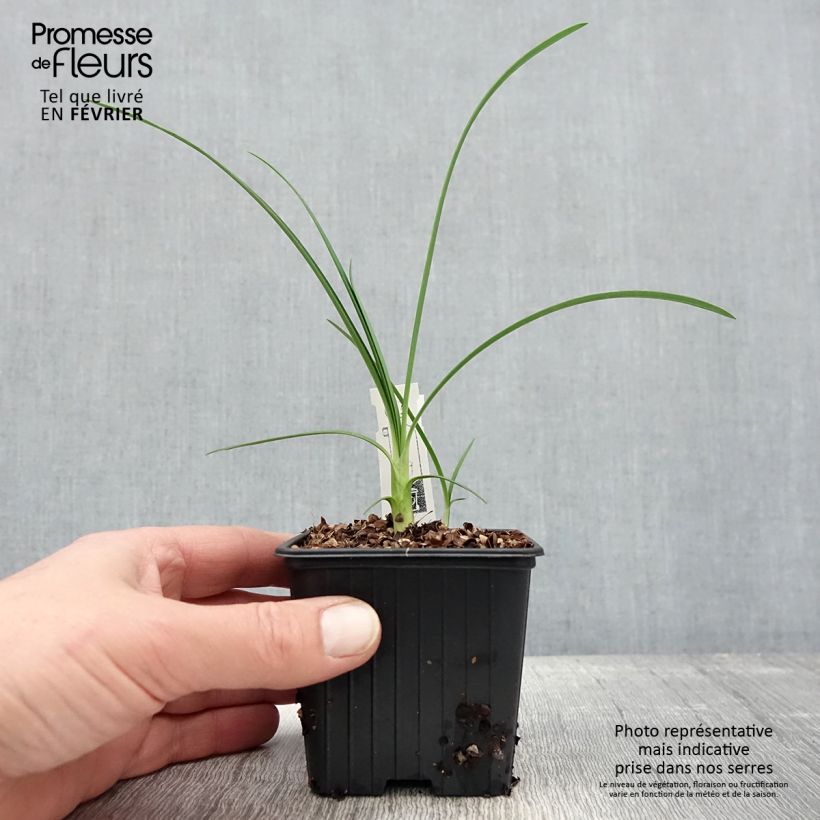 Agapanthus Strawberry Ice Vasetto da 8/9 cm esemplare consegnato in inverno