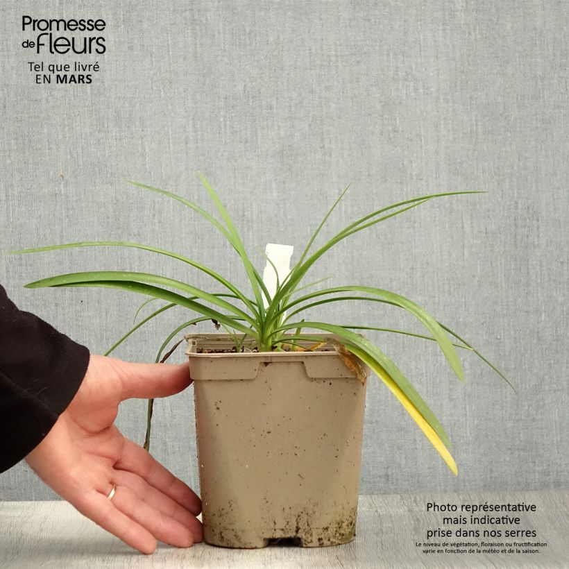 Agapanthus Strawberry Ice Vaso da 2L/3L esemplare consegnato in primavera