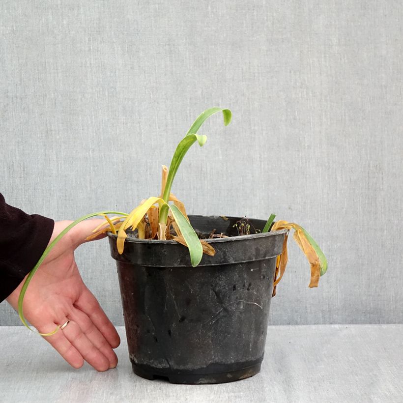 Esemplare di Agapanthus Sunfield Vaso da 2L/3L come consegnato in autunno