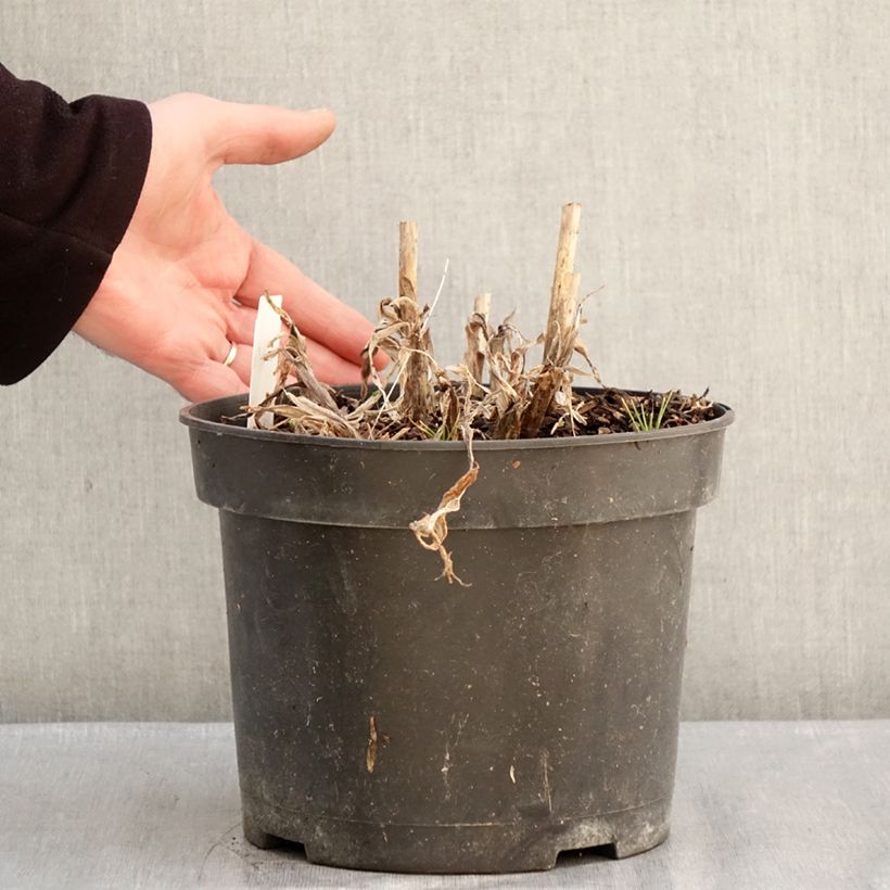 Agapanthus Sunfield Vaso da 4L/5L esemplare consegnato in inverno