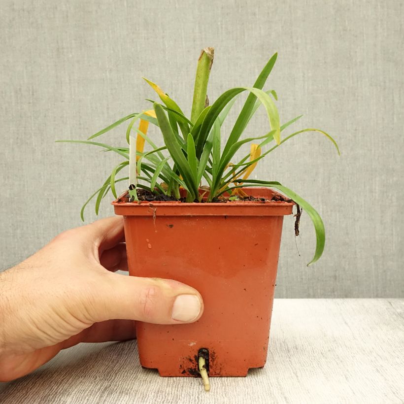 Esemplare di Agapanthus Tom Thumb Vaso da 1L/1,5L come consegnato in autunno
